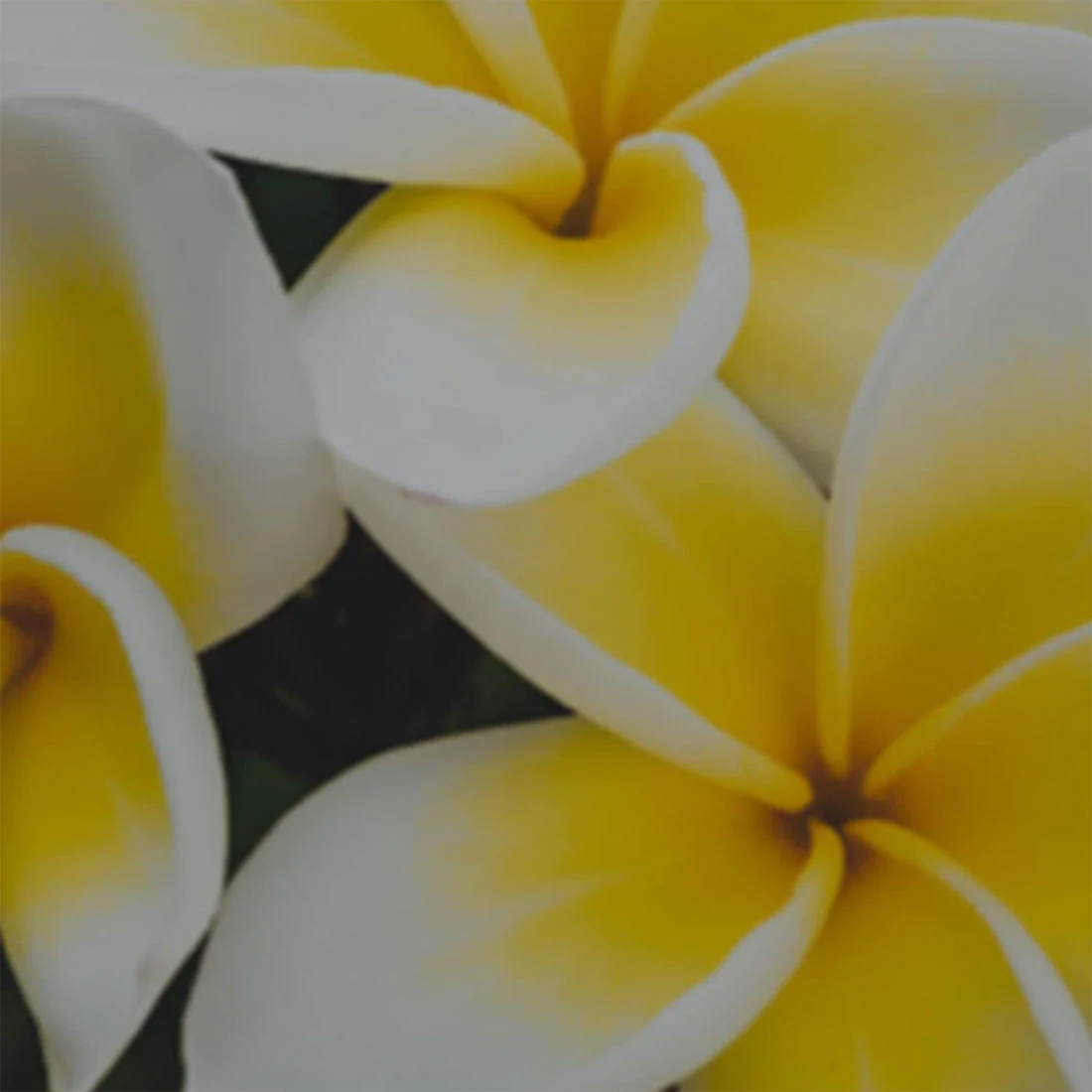 Olio Doccia Flower Emotion - Image 3