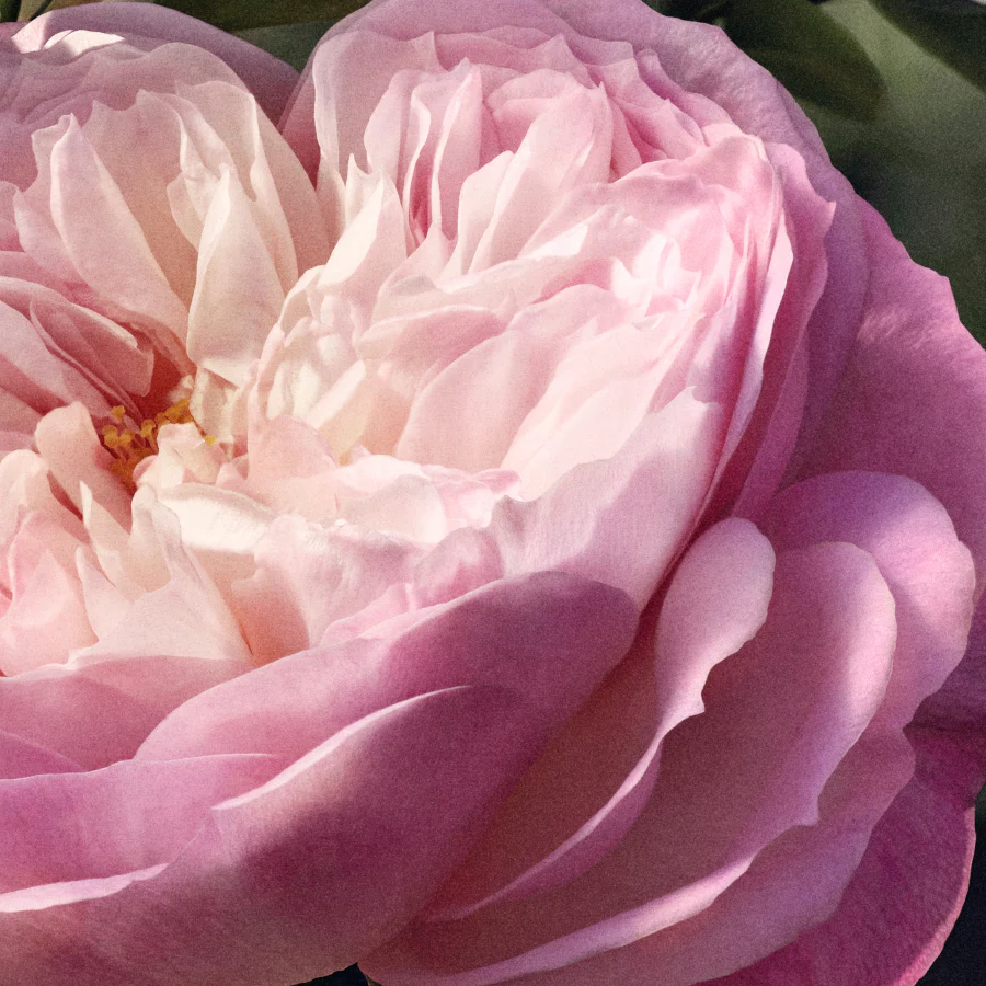 Chloè Rose Naturelle Eau De Parfum - Image 17