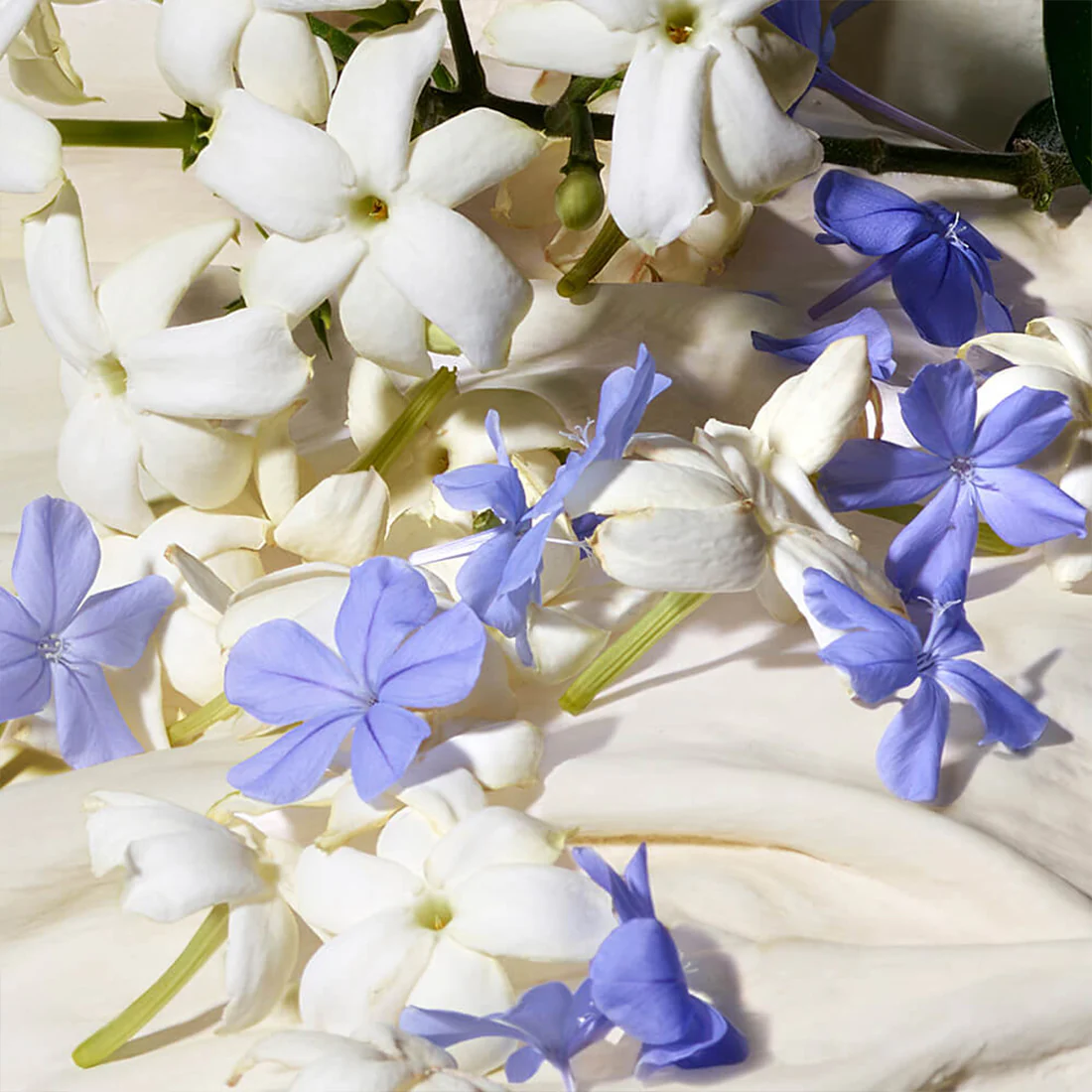 Dolce Blue Jasmine Eau De Parfum - Image 5