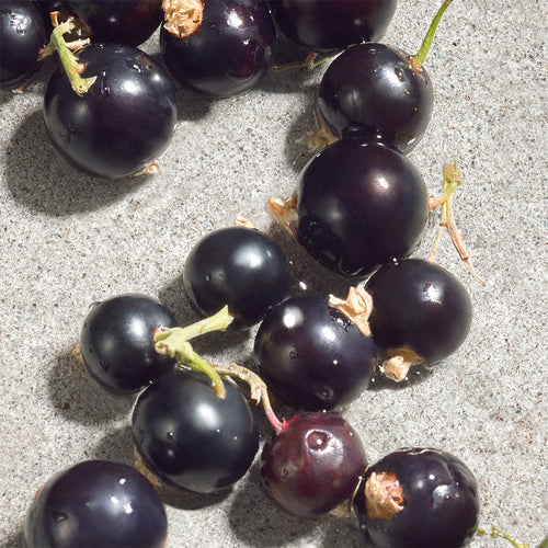 Dolce Violet Eau De Toilette - Image 11