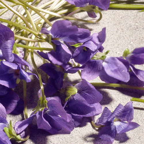 Dolce Violet Eau De Toilette - Image 3