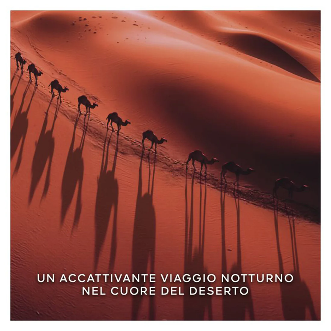 Absolus Allegoria Tabac Sahara Eau De Parfum - Image 11