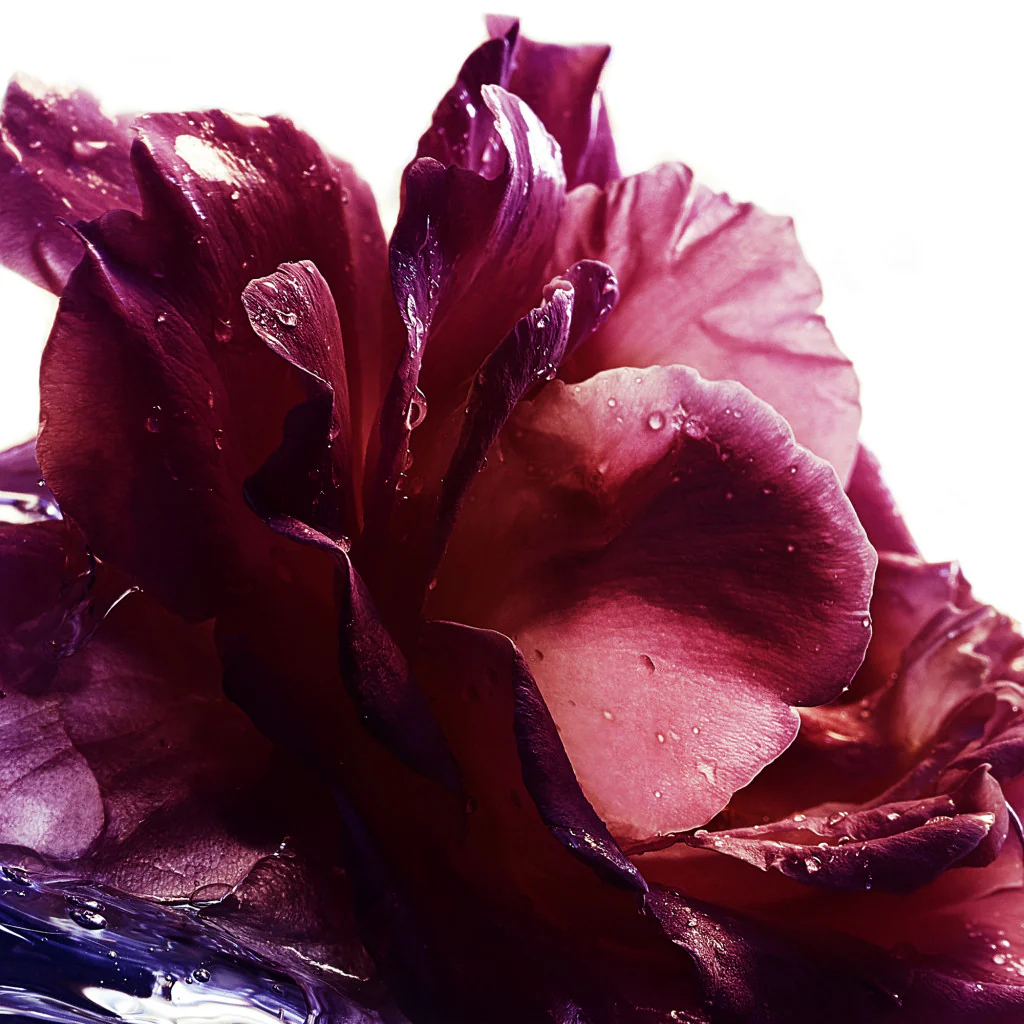 La Petite Robe Noire Eau De Parfum - Image 12