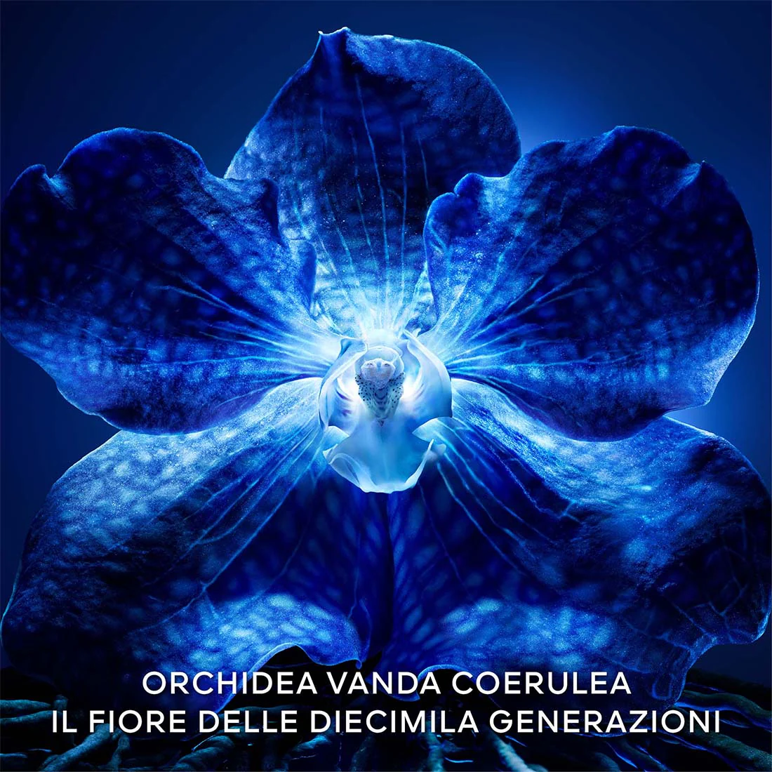 Orchidèe Imperiale La Crème Longèvitè - Image 3