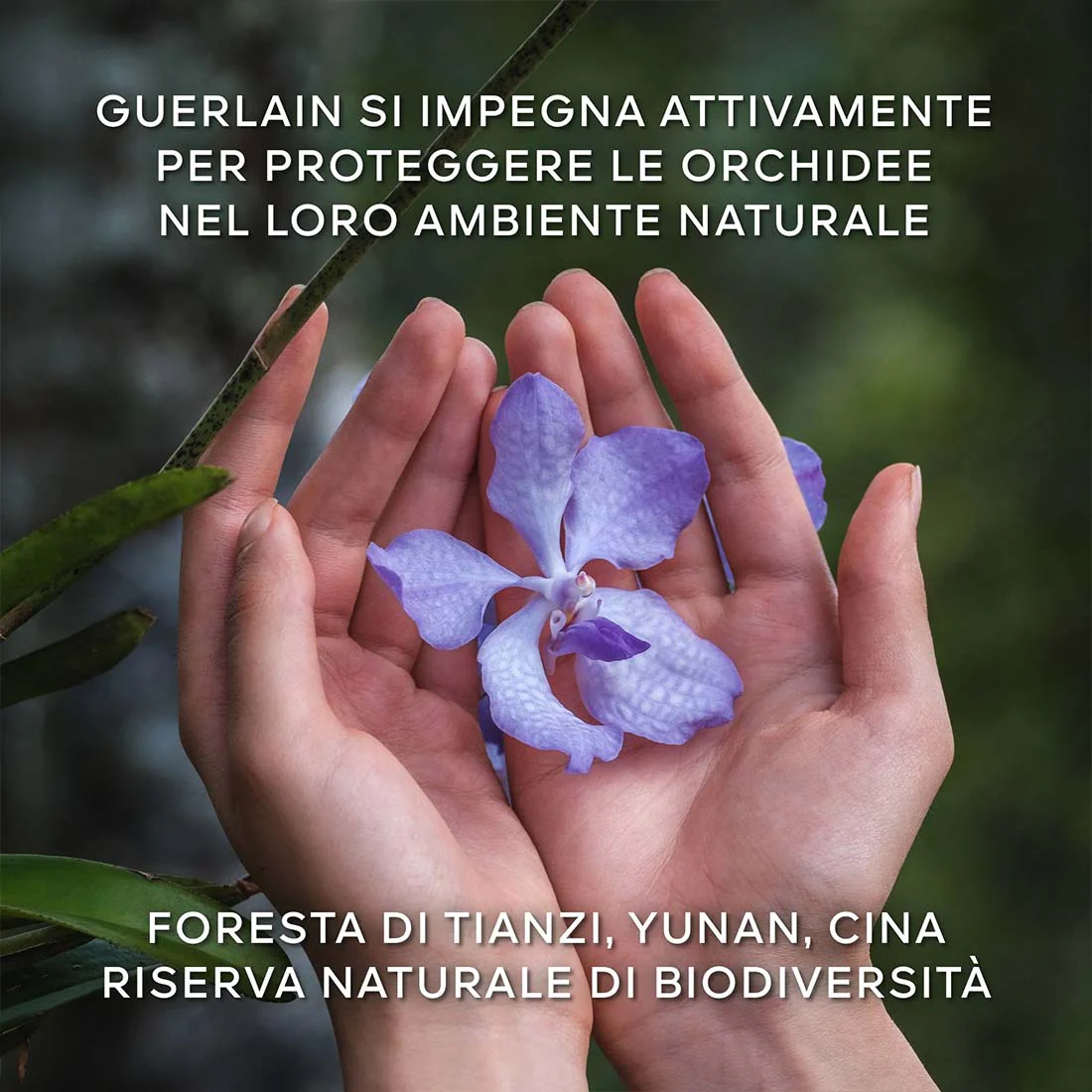 Orchidèe Imperiale La Crème Longèvitè - Image 6
