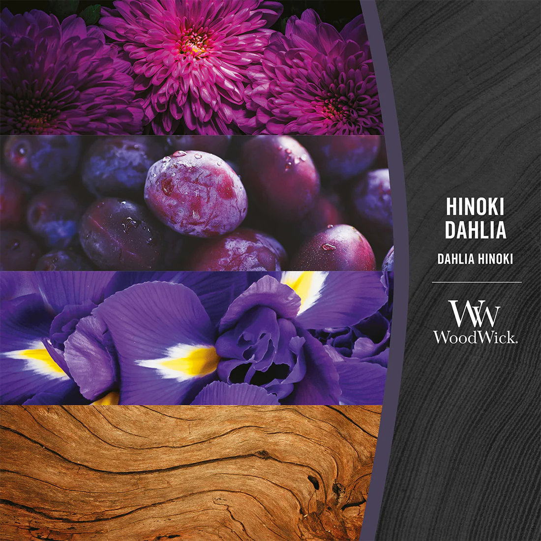 Candela Hinoki Dahlia - Image 7